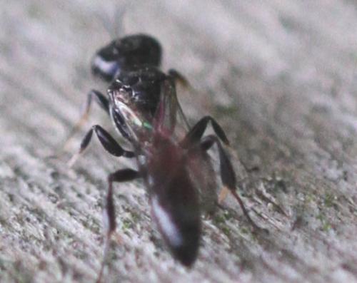 Crossocerus annulipes
